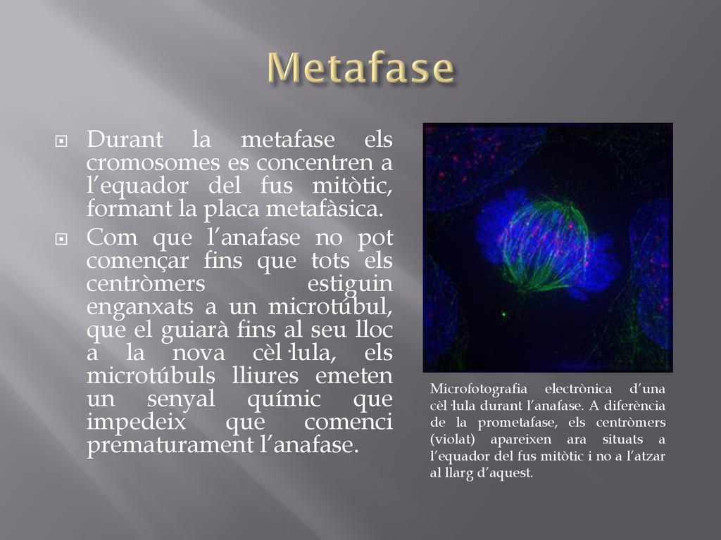 Metafase Durant la metafase els cromosomes es concentren a l’equador del fus mitòtic, formant la placa metafàsica.