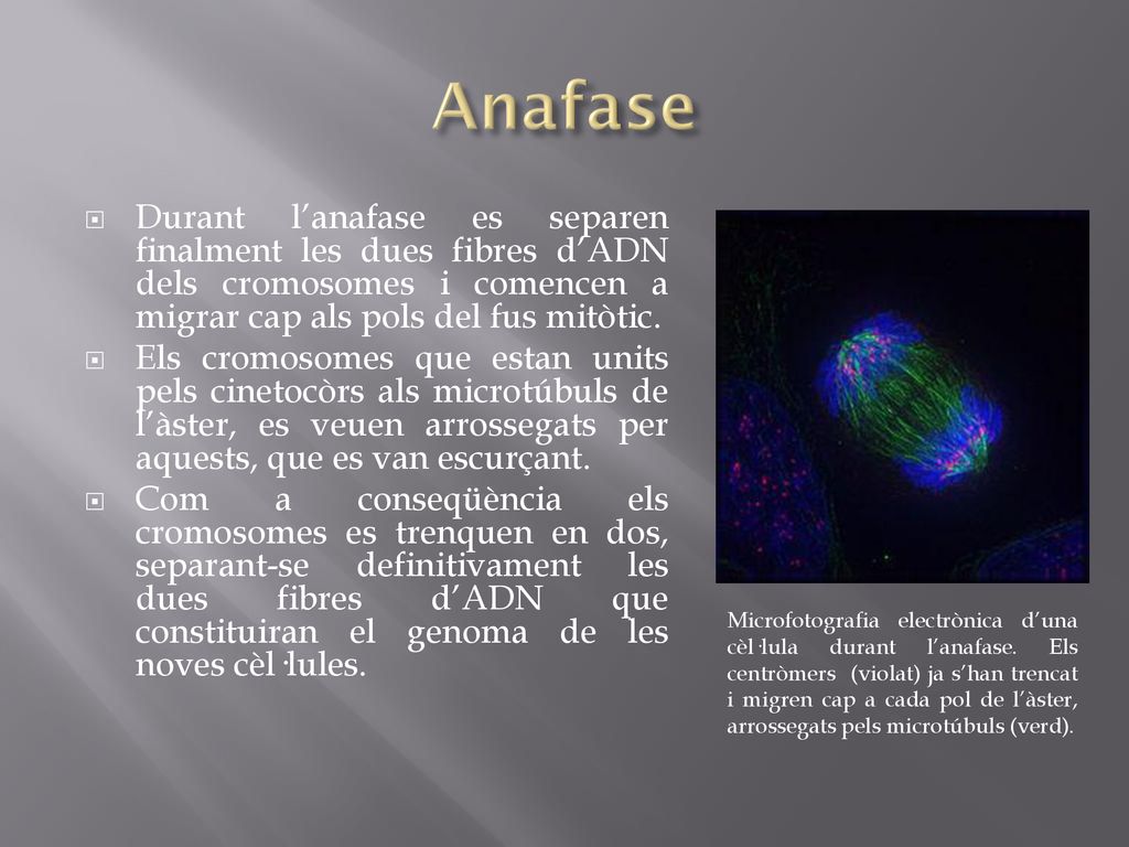 Anafase Durant l’anafase es separen finalment les dues fibres d’ADN dels cromosomes i comencen a migrar cap als pols del fus mitòtic.