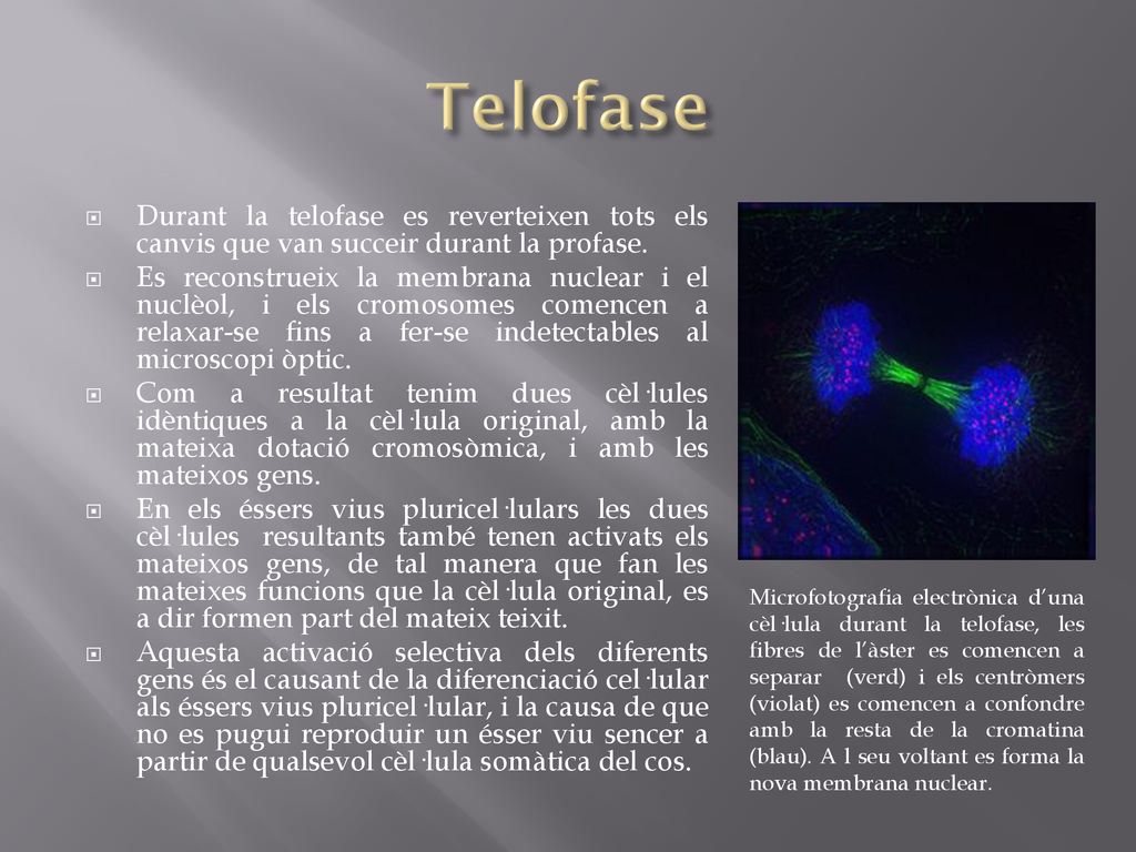 Telofase Durant la telofase es reverteixen tots els canvis que van succeir durant la profase.