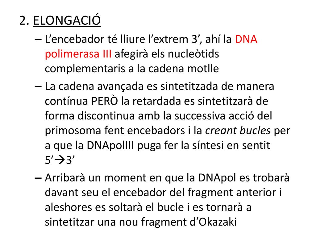 2. ELONGACIÓ L’encebador té lliure l’extrem 3’, ahí la DNA polimerasa III afegirà els nucleòtids complementaris a la cadena motlle.
