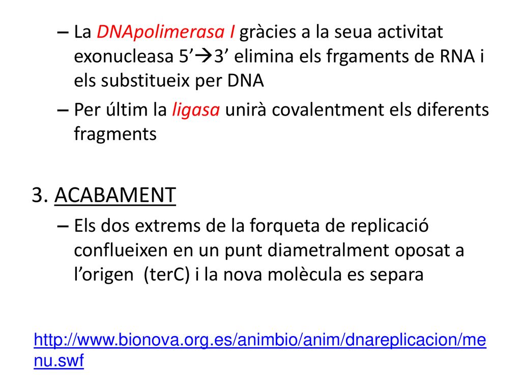 La DNApolimerasa I gràcies a la seua activitat exonucleasa 5’3’ elimina els frgaments de RNA i els substitueix per DNA