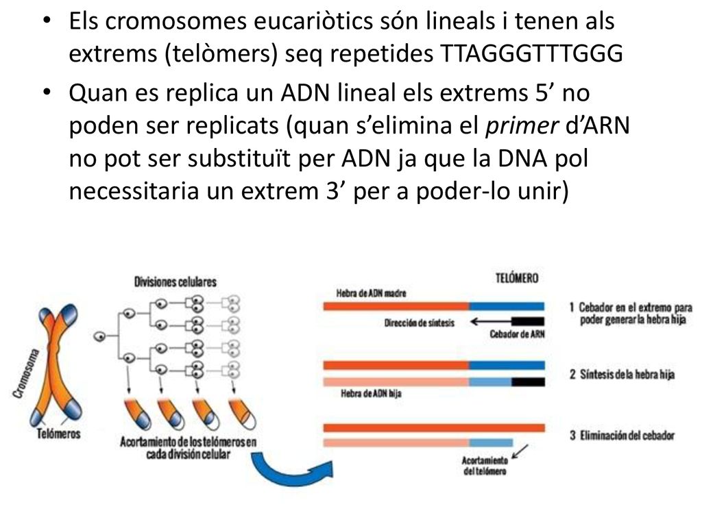 Els cromosomes eucariòtics són lineals i tenen als extrems (telòmers) seq repetides TTAGGGTTTGGG