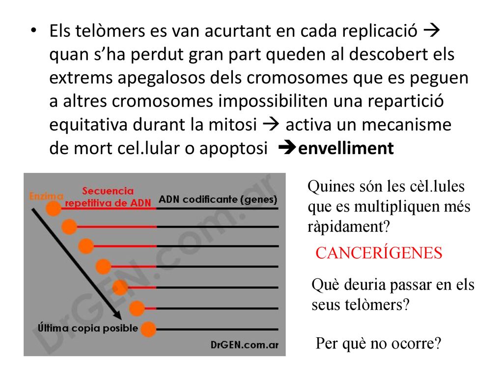 Els telòmers es van acurtant en cada replicació  quan s’ha perdut gran part queden al descobert els extrems apegalosos dels cromosomes que es peguen a altres cromosomes impossibiliten una repartició equitativa durant la mitosi  activa un mecanisme de mort cel.lular o apoptosi envelliment