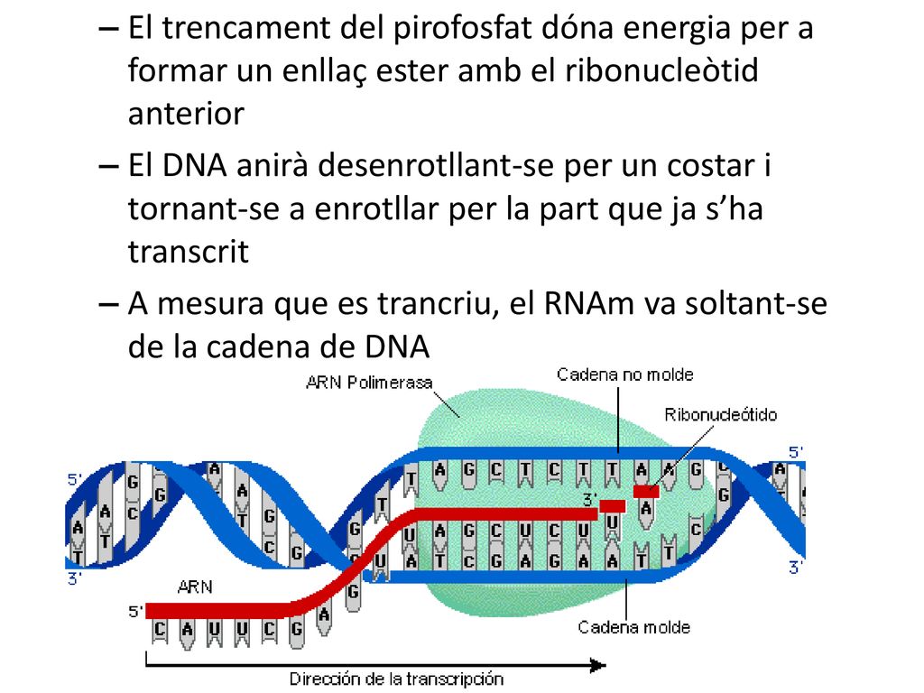 El trencament del pirofosfat dóna energia per a formar un enllaç ester amb el ribonucleòtid anterior