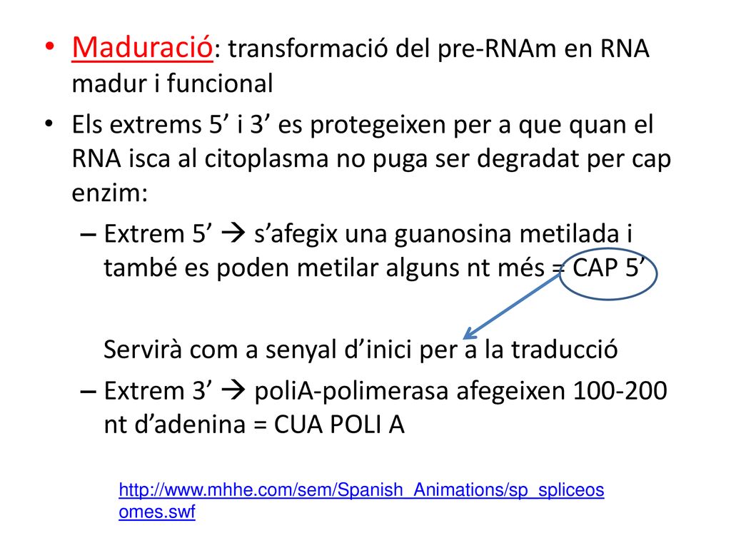 Maduració: transformació del pre-RNAm en RNA madur i funcional
