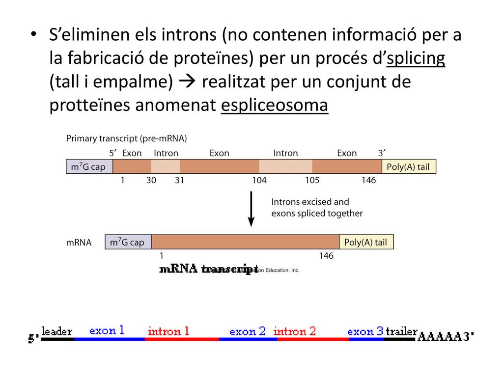 S’eliminen els introns (no contenen informació per a la fabricació de proteïnes) per un procés d’splicing (tall i empalme)  realitzat per un conjunt de protteïnes anomenat espliceosoma