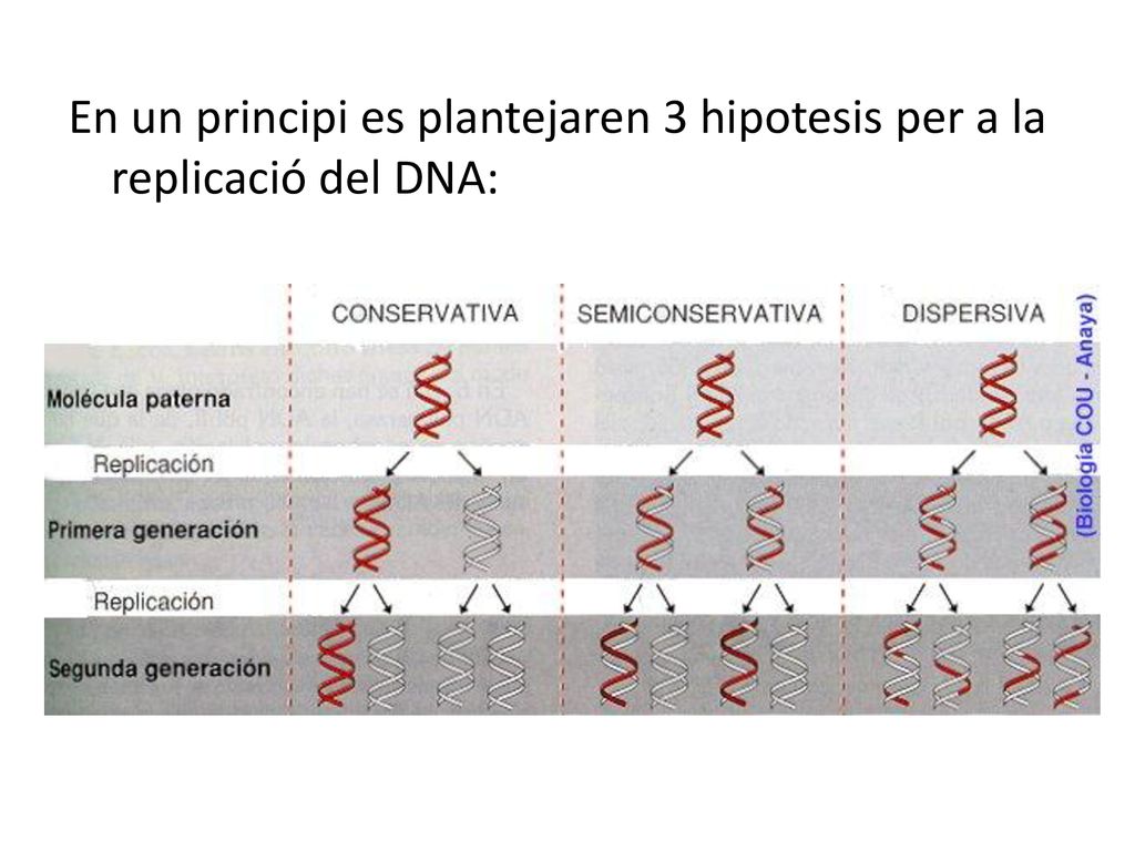 En un principi es plantejaren 3 hipotesis per a la replicació del DNA: