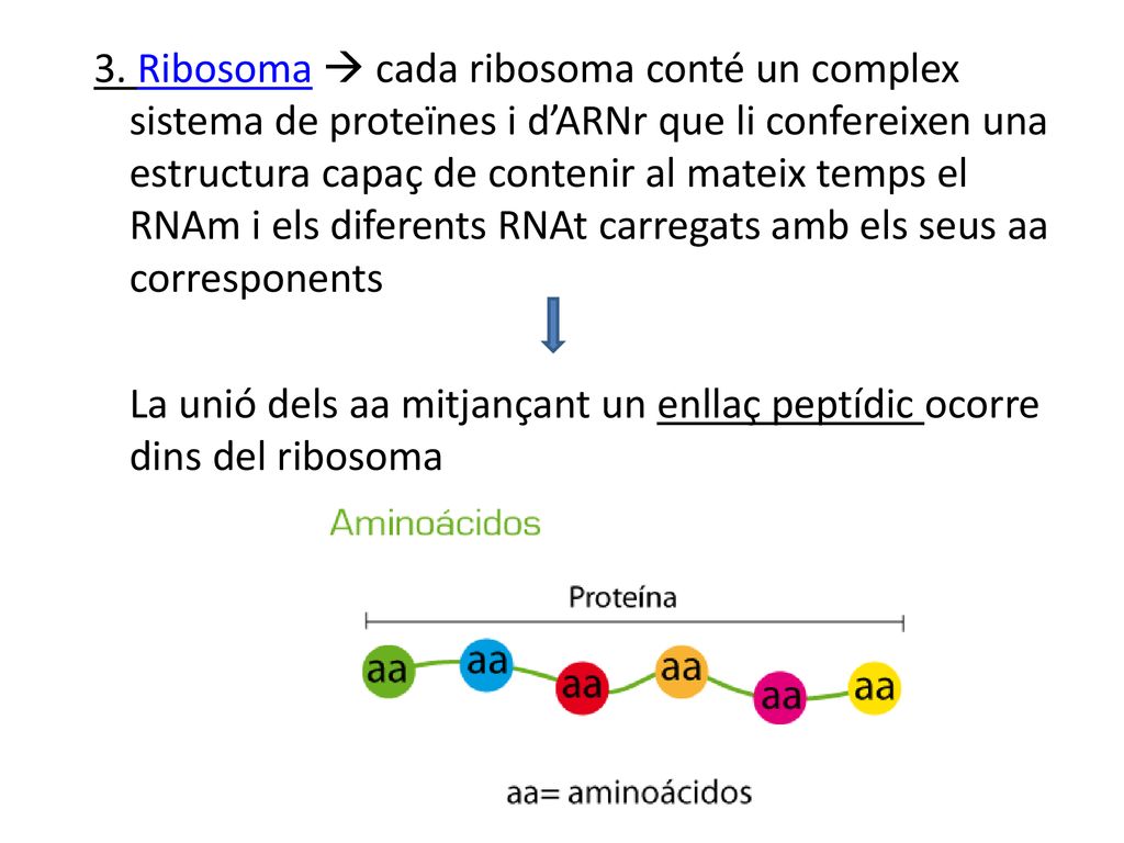 3. Ribosoma  cada ribosoma conté un complex sistema de proteïnes i d’ARNr que li confereixen una estructura capaç de contenir al mateix temps el RNAm i els diferents RNAt carregats amb els seus aa corresponents