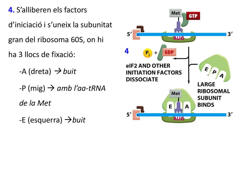 4. S’alliberen els factors d’iniciació i s’uneix la subunitat gran del ribosoma 60S, on hi ha 3 llocs de fixació: