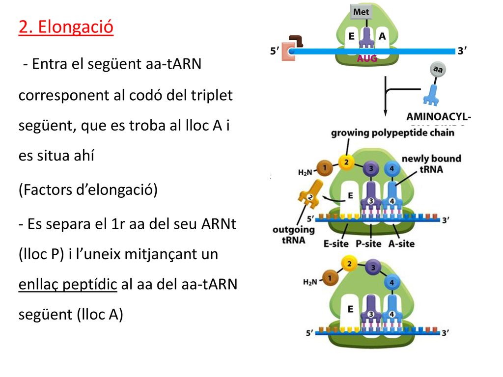 2. Elongació - Entra el següent aa-tARN corresponent al codó del triplet següent, que es troba al lloc A i es situa ahí.