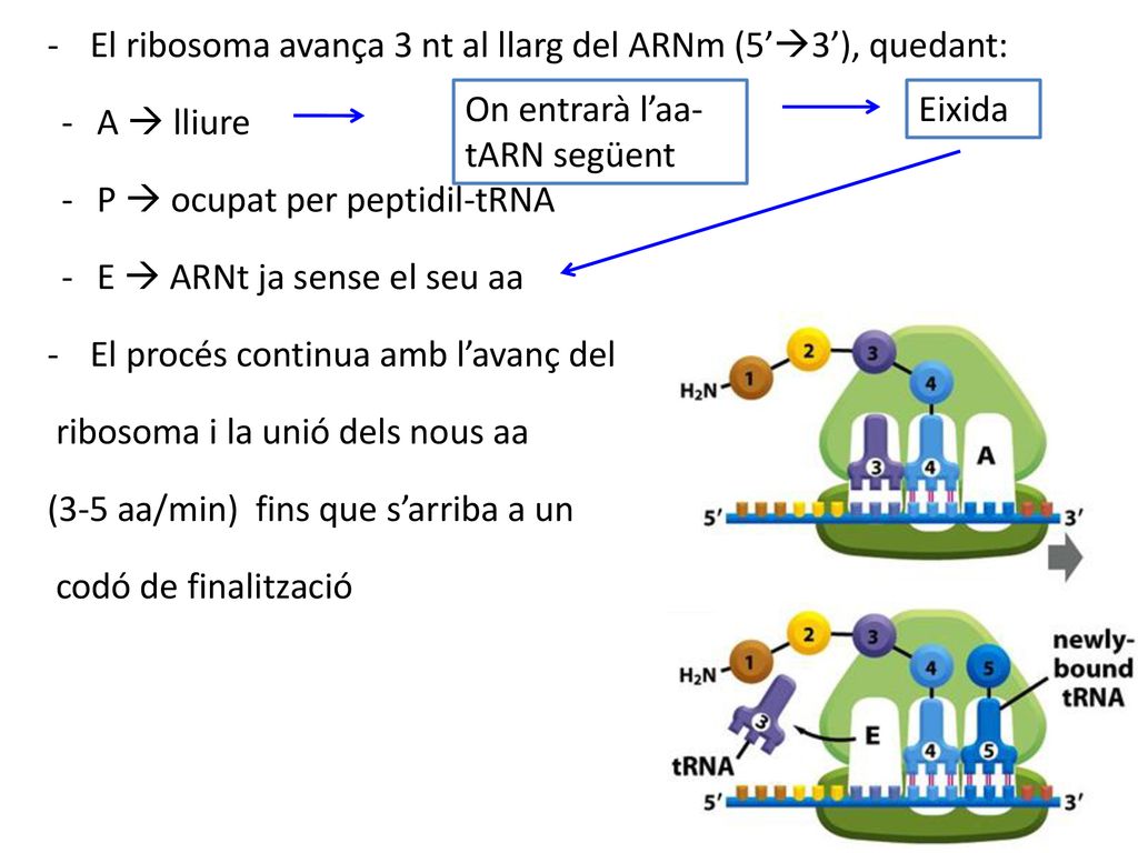 El ribosoma avança 3 nt al llarg del ARNm (5’3’), quedant:
