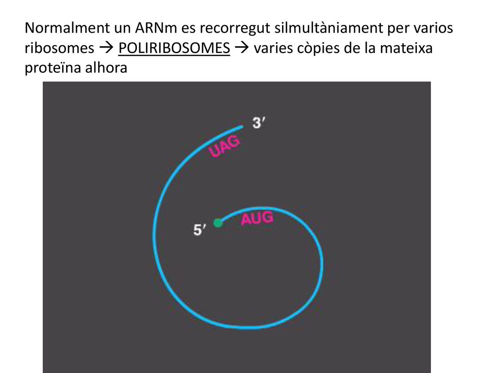 Normalment un ARNm es recorregut silmultàniament per varios ribosomes  POLIRIBOSOMES  varies còpies de la mateixa proteïna alhora