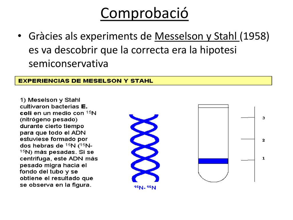 Comprobació Gràcies als experiments de Messelson y Stahl (1958) es va descobrir que la correcta era la hipotesi semiconservativa.
