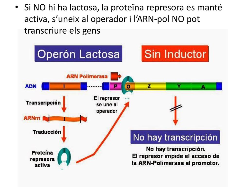 Si NO hi ha lactosa, la proteïna represora es manté activa, s’uneix al operador i l’ARN-pol NO pot transcriure els gens