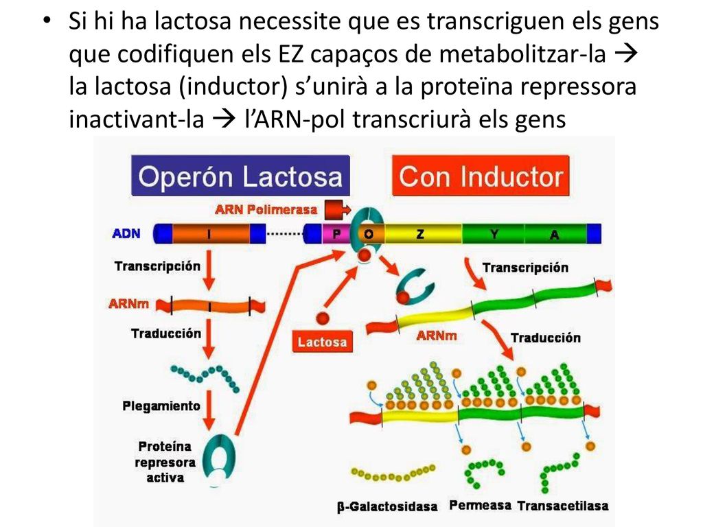 Si hi ha lactosa necessite que es transcriguen els gens que codifiquen els EZ capaços de metabolitzar-la  la lactosa (inductor) s’unirà a la proteïna repressora inactivant-la  l’ARN-pol transcriurà els gens