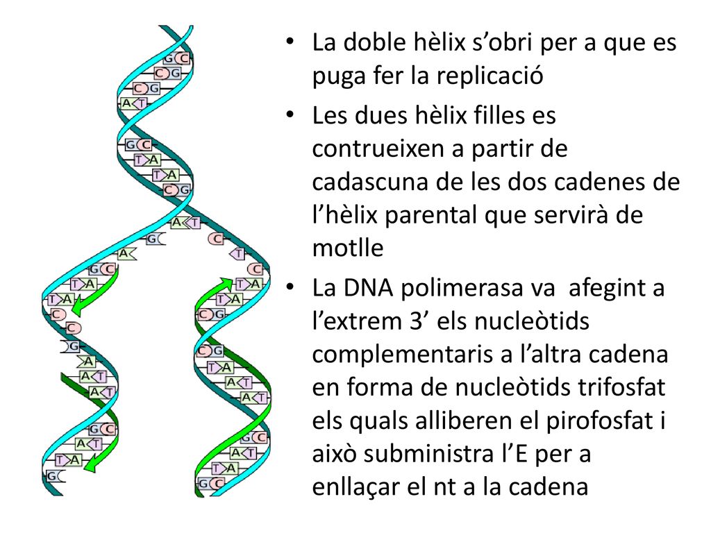 La doble hèlix s’obri per a que es puga fer la replicació