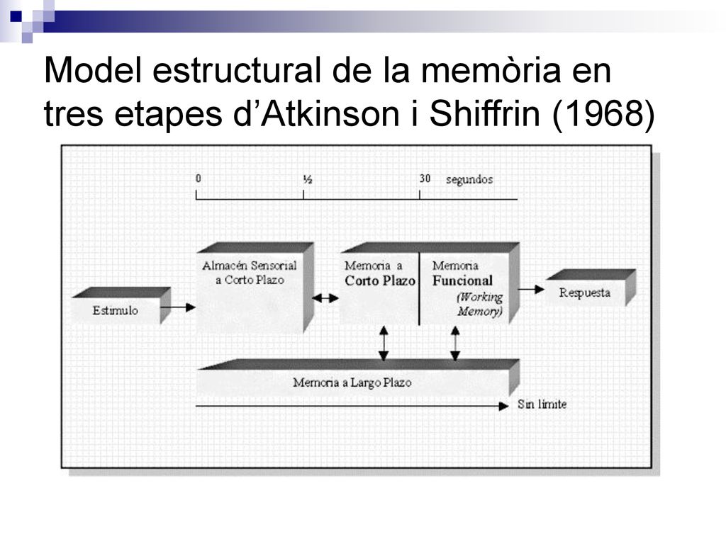 Model estructural de la memòria en tres etapes d’Atkinson i Shiffrin (1968)
