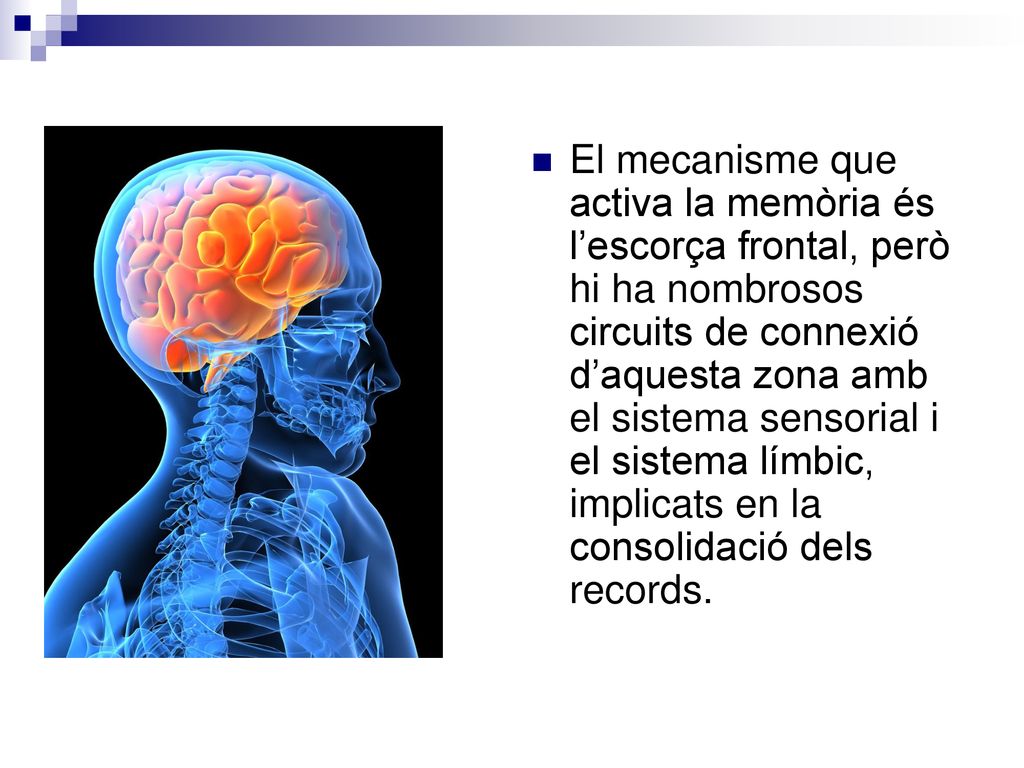 El mecanisme que activa la memòria és l’escorça frontal, però hi ha nombrosos circuits de connexió d’aquesta zona amb el sistema sensorial i el sistema límbic, implicats en la consolidació dels records.