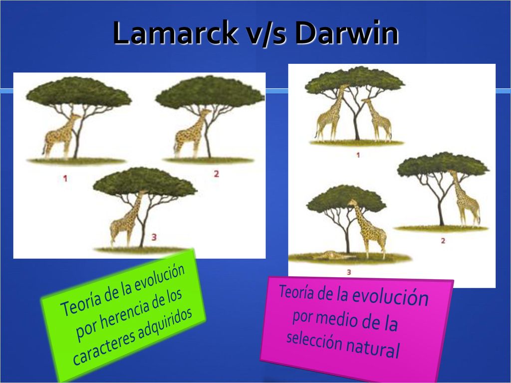 Lamarck v/s Darwin Teoría de la evolución por herencia de los caracteres adquiridos.