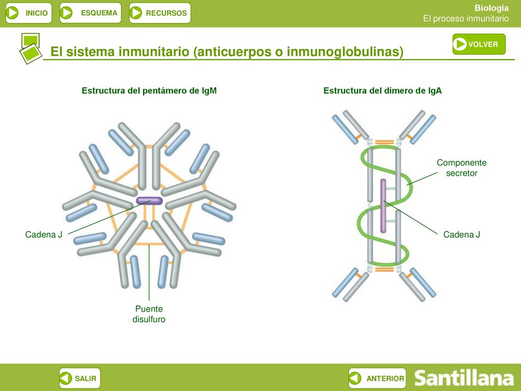 Estructura del pentámero de IgM Estructura del dímero de IgA