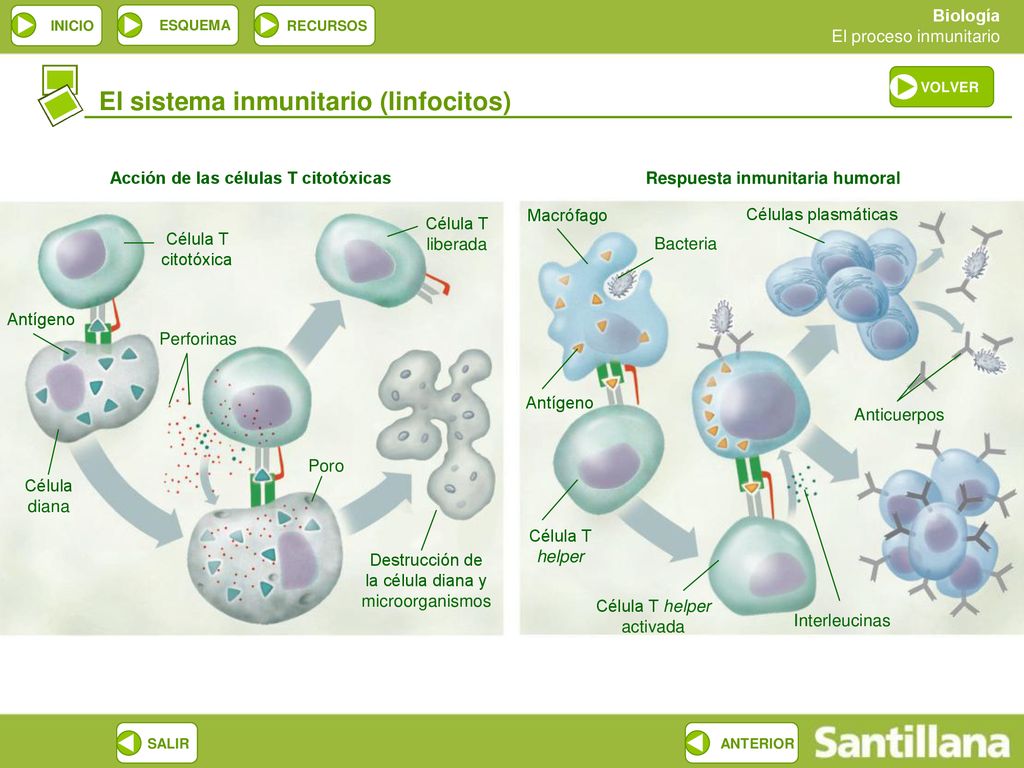 Acción de las células T citotóxicas Respuesta inmunitaria humoral