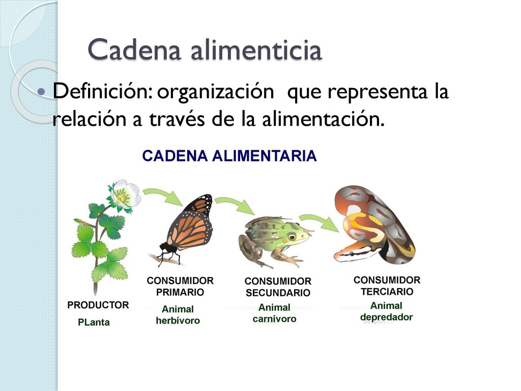 Cadena alimenticia Definición: organización que representa la relación a través de la alimentación.