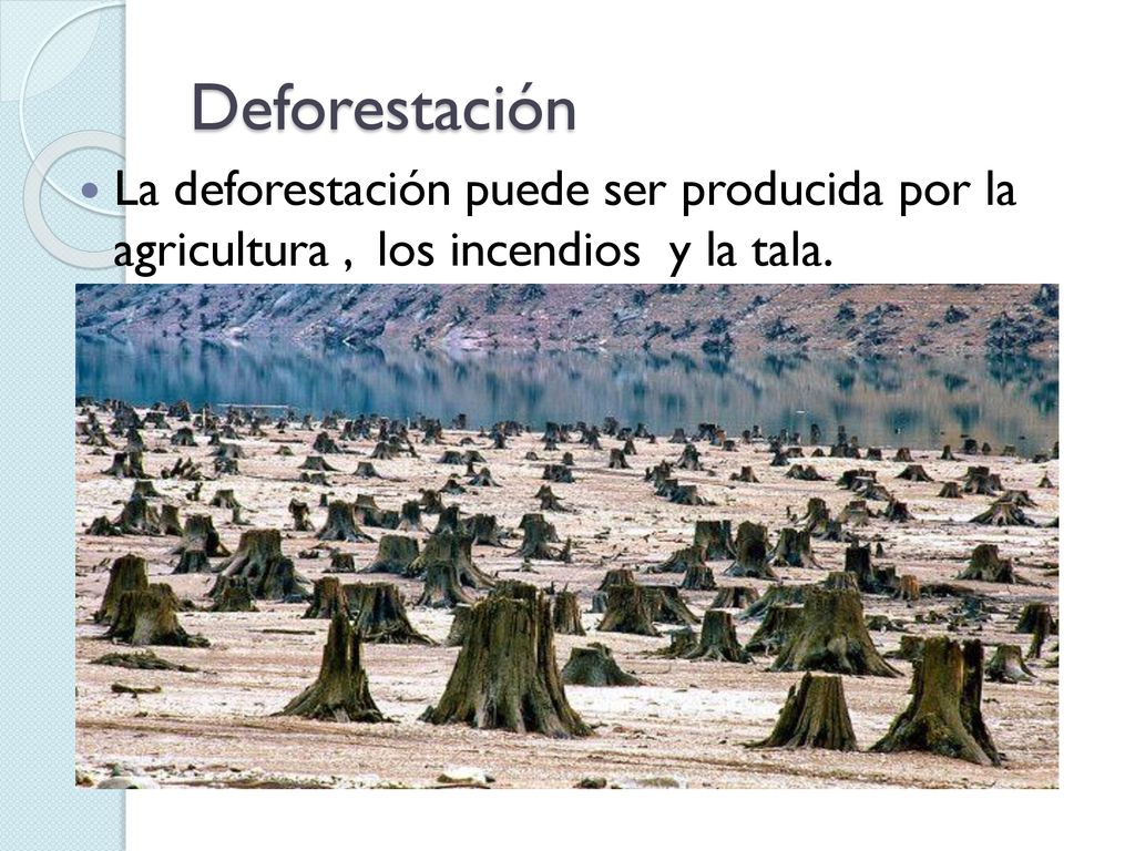 Deforestación La deforestación puede ser producida por la agricultura , los incendios y la tala.