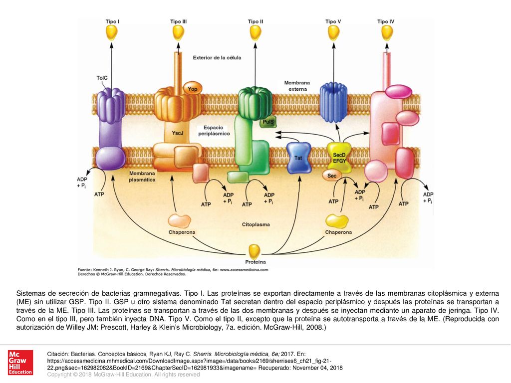Sistemas de secreción de bacterias gramnegativas. Tipo I
