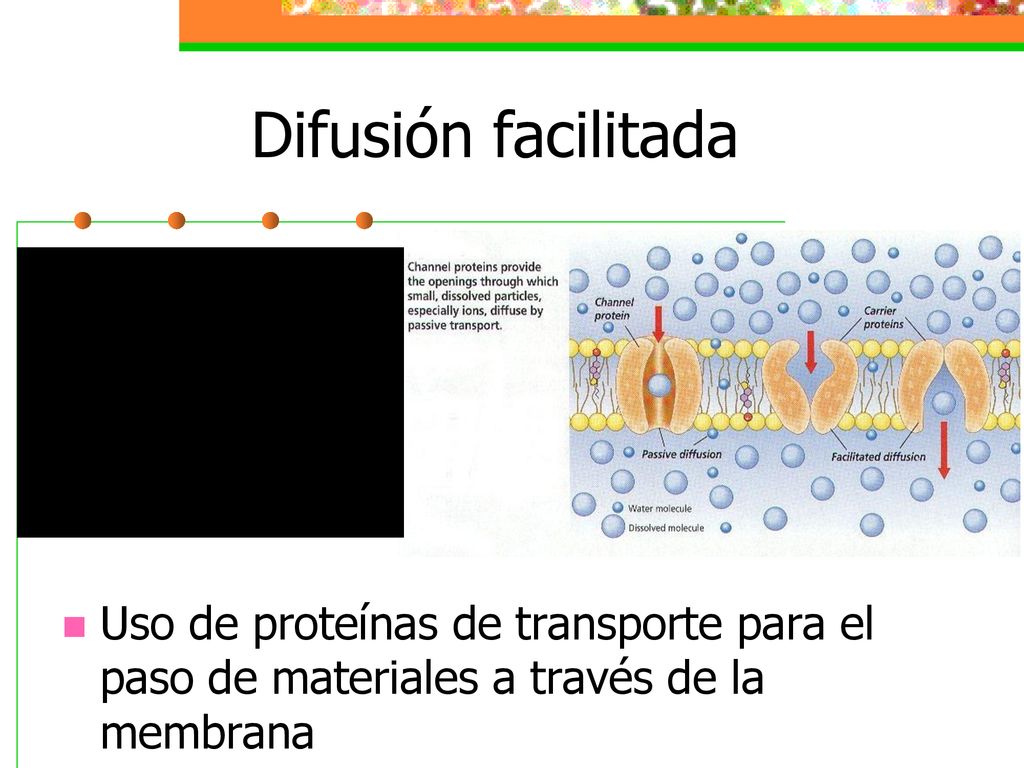 Difusión facilitada Uso de proteínas de transporte para el paso de materiales a través de la membrana.