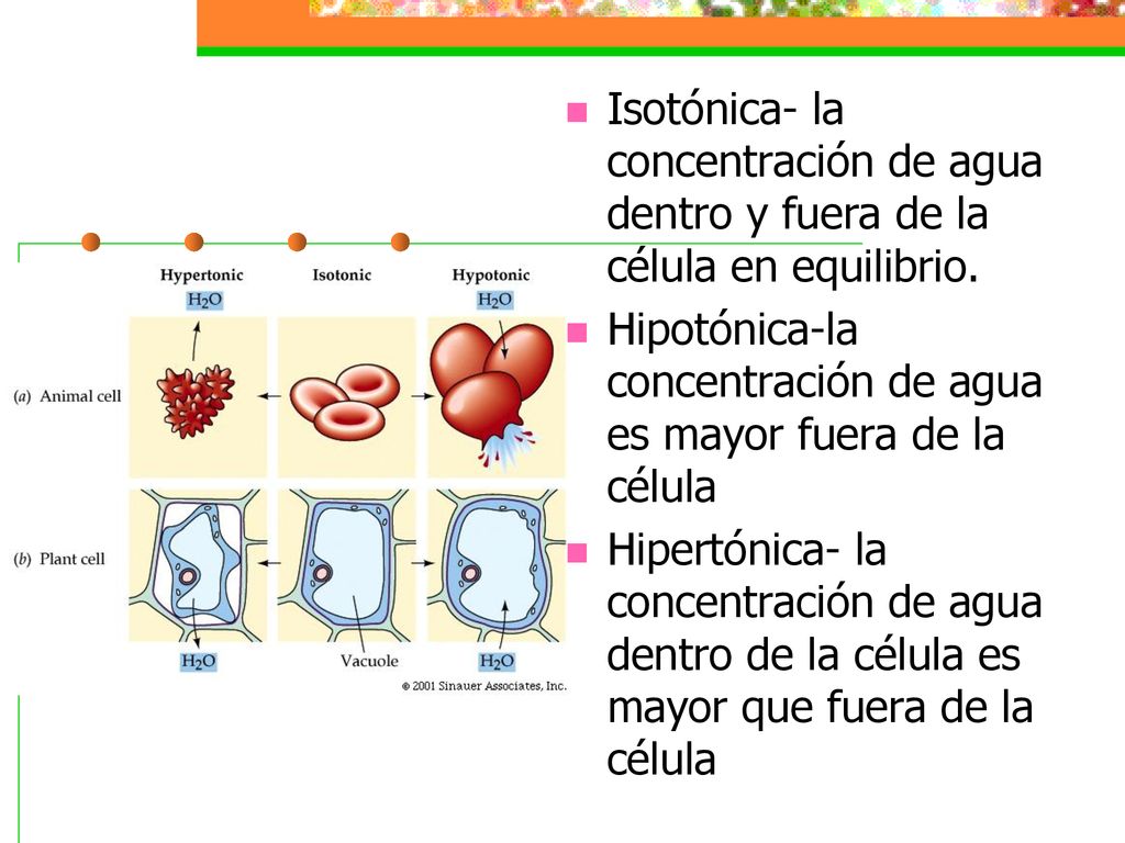 Isotónica- la concentración de agua dentro y fuera de la célula en equilibrio.