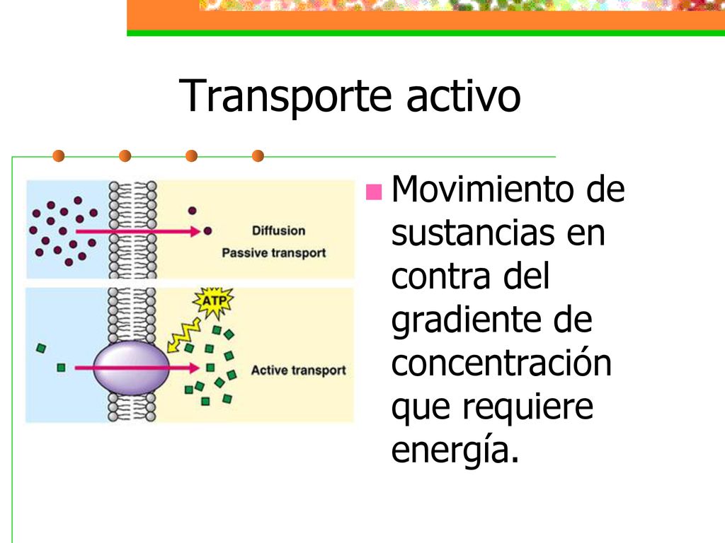 Transporte activo Movimiento de sustancias en contra del gradiente de concentración que requiere energía.