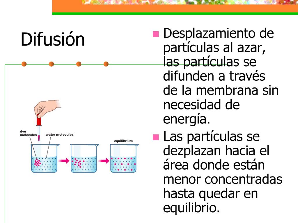 Difusión Desplazamiento de partículas al azar, las partículas se difunden a través de la membrana sin necesidad de energía.