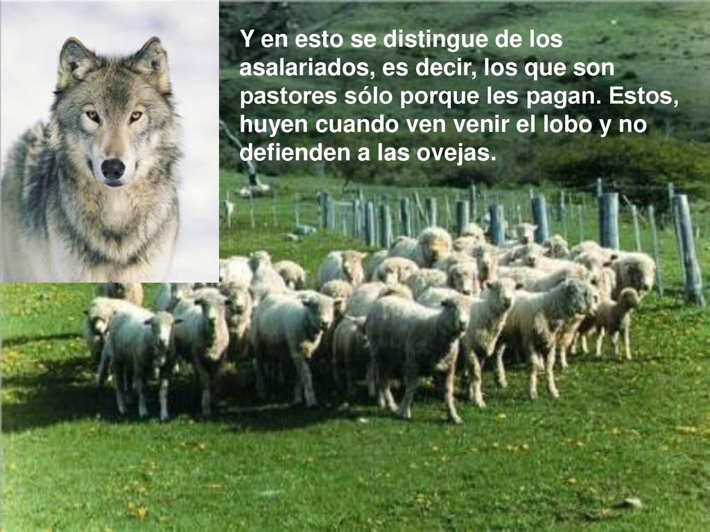 Y en esto se distingue de los asalariados, es decir, los que son pastores sólo porque les pagan.