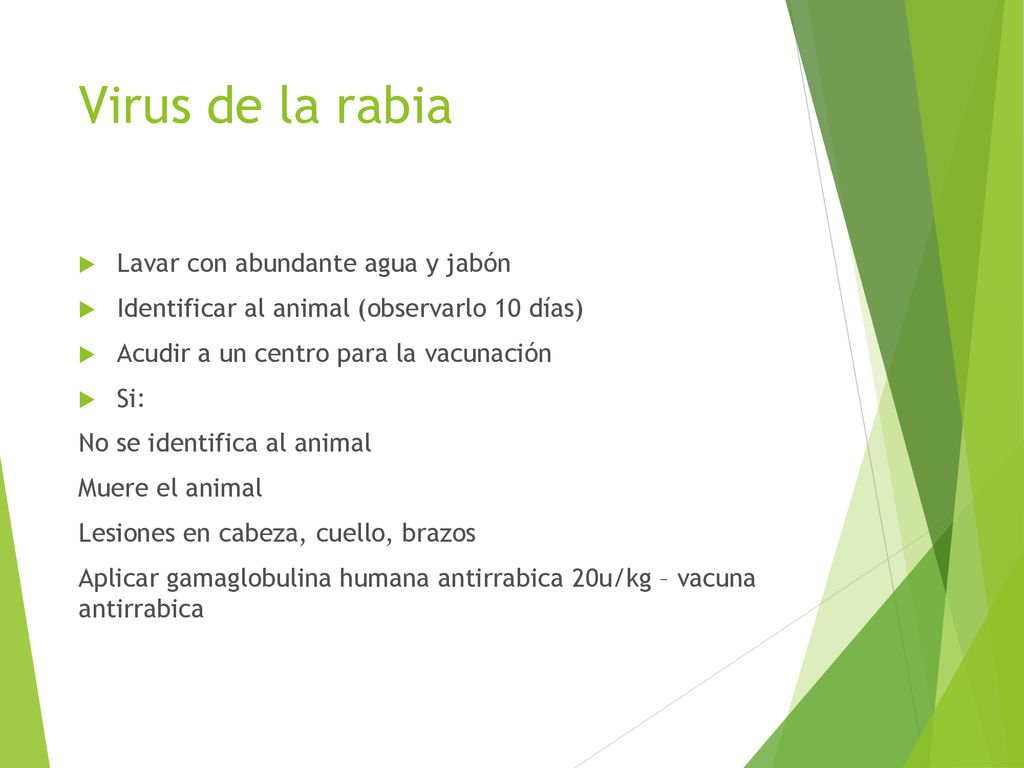 Virus de la rabia Lavar con abundante agua y jabón