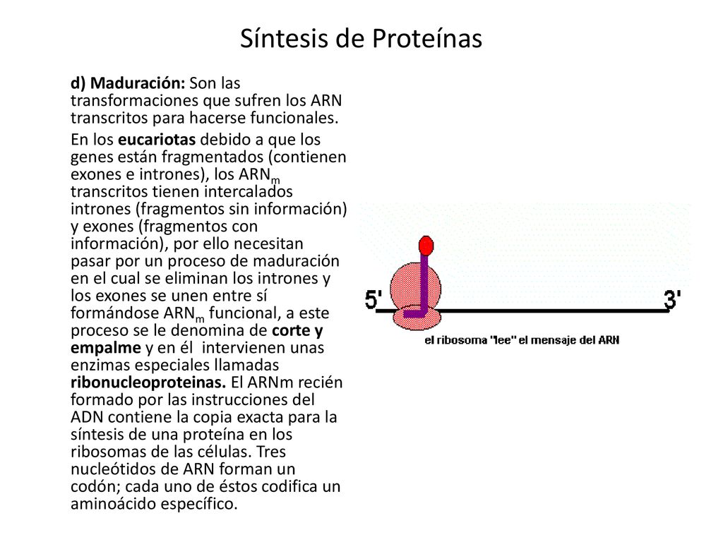 Síntesis de Proteínas d) Maduración: Son las transformaciones que sufren los ARN transcritos para hacerse funcionales.