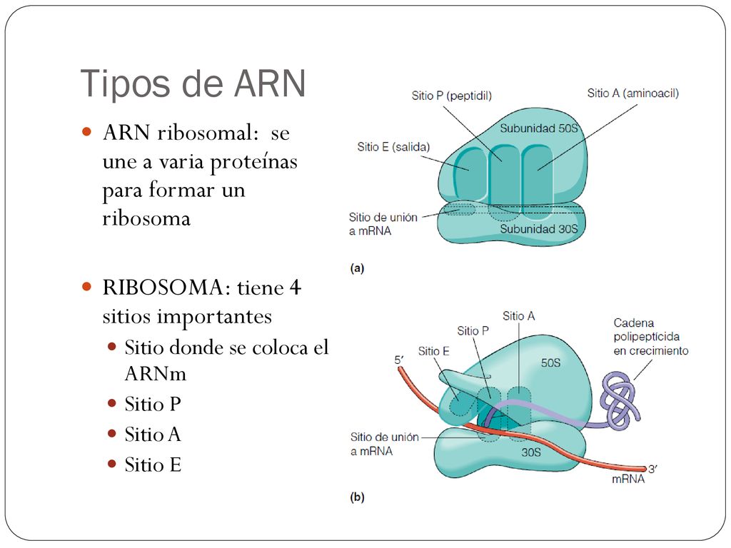 Tipos de ARN ARN ribosomal: se une a varia proteínas para formar un ribosoma. RIBOSOMA: tiene 4 sitios importantes.