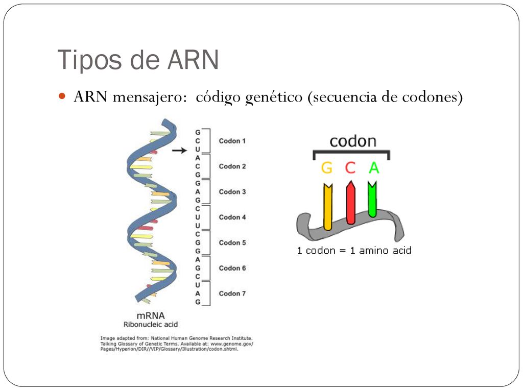 Tipos de ARN ARN mensajero: código genético (secuencia de codones)