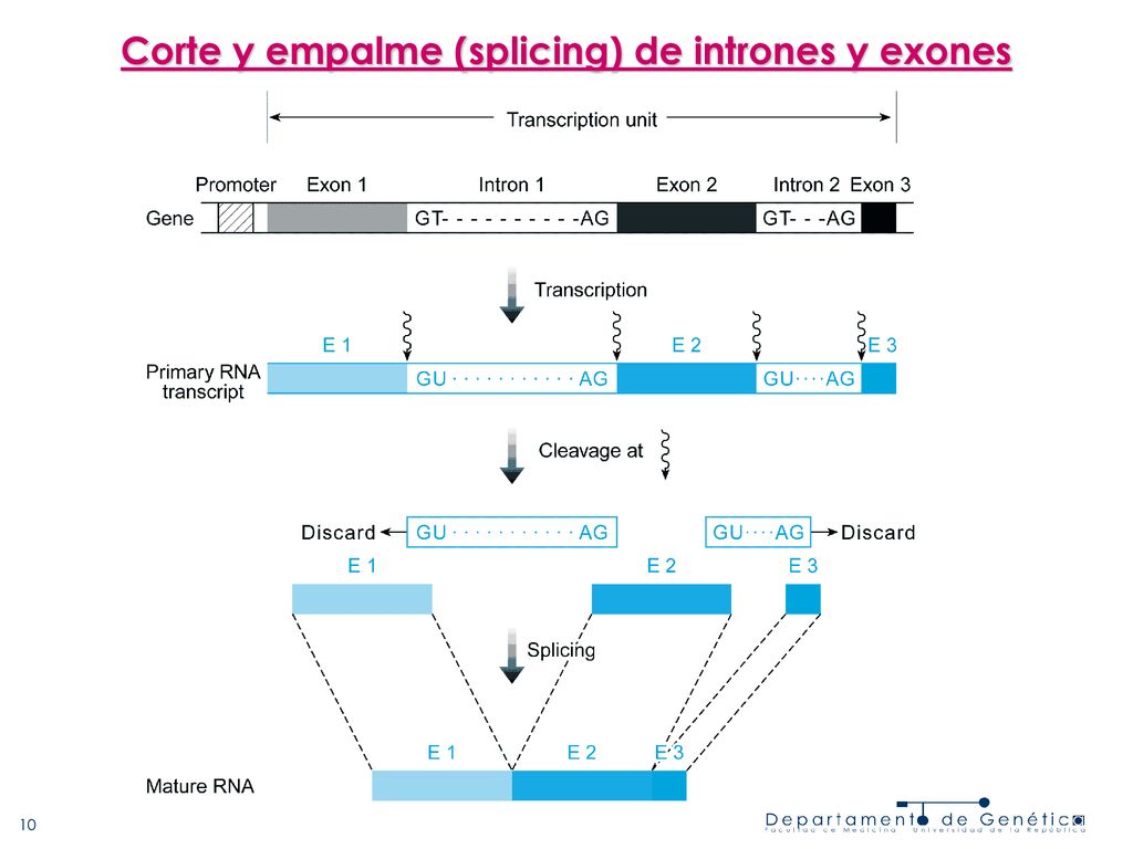 Corte y empalme (splicing) de intrones y exones