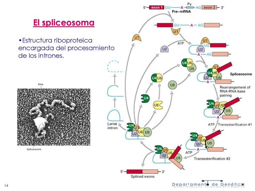 El spliceosoma Estructura riboproteica encargada del procesamiento de los intrones.