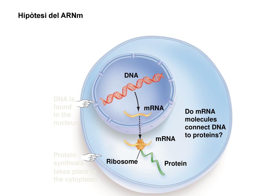 Hipòtesi del ARNm DNA DNA is found in the mRNA nucleus Do mRNA
