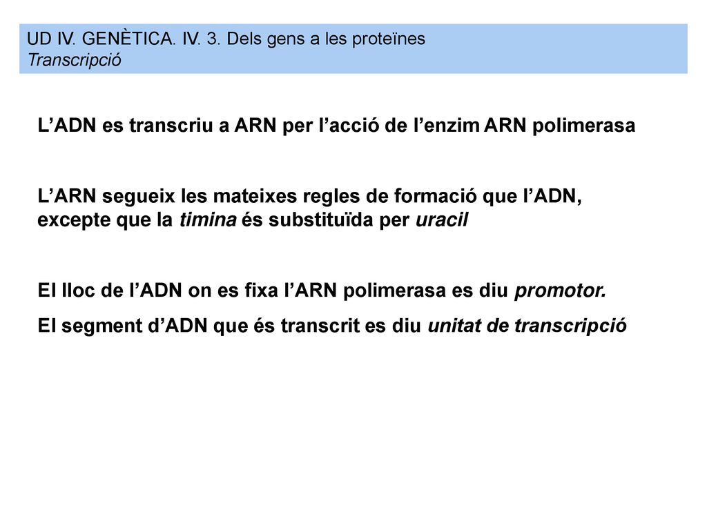 L’ADN es transcriu a ARN per l’acció de l’enzim ARN polimerasa