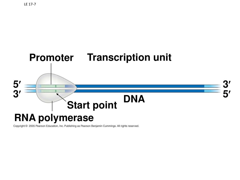 Promoter Transcription unit 5¢ 3¢ 3¢ 5¢ DNA Start point RNA polymerase