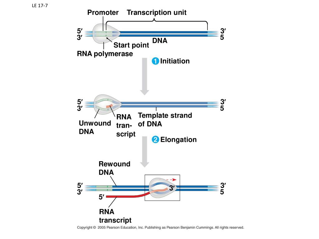 Promoter Transcription unit 5¢ 3¢ 3¢ 5 DNA Start point RNA polymerase