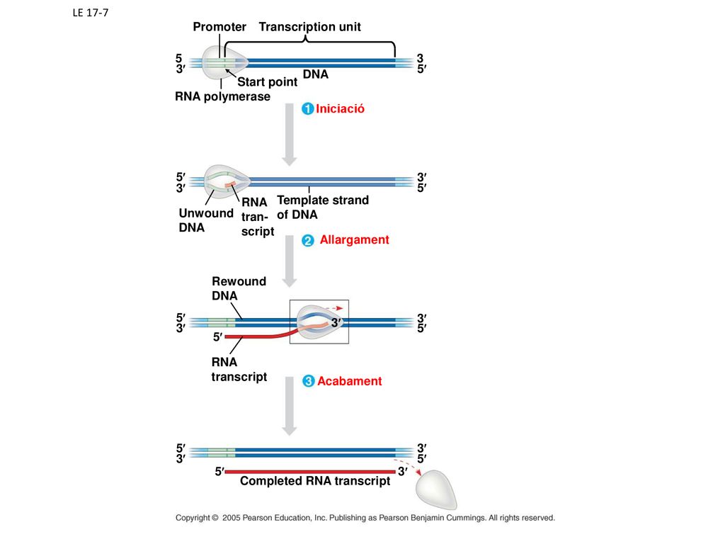 LE 17-7 Promoter. Transcription unit ¢ 5¢ DNA. Start point. RNA polymerase. Iniciació.