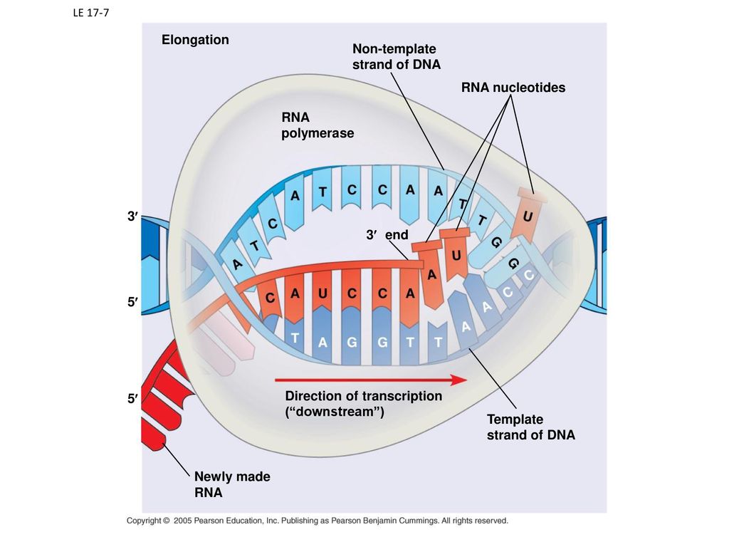 Direction of transcription ( downstream ) Template strand of DNA