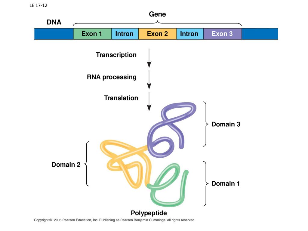 Gene DNA Exon 1 Intron Exon 2 Intron Exon 3 Transcription