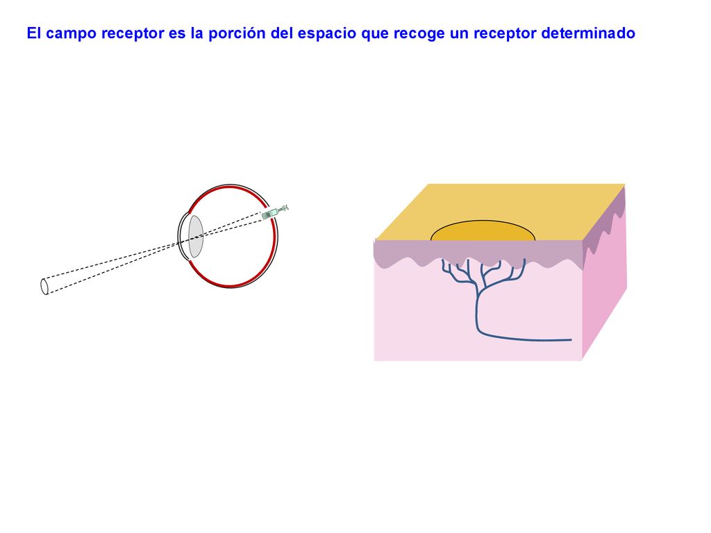 El campo receptor es la porción del espacio que recoge un receptor determinado