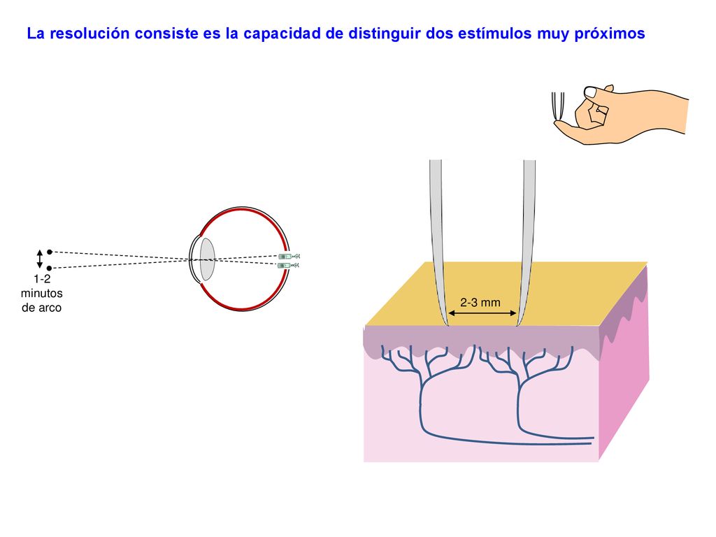La resolución consiste es la capacidad de distinguir dos estímulos muy próximos