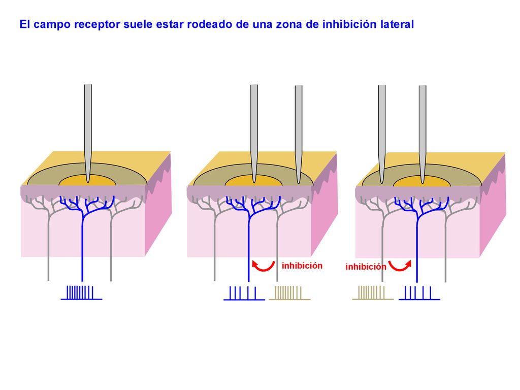 El campo receptor suele estar rodeado de una zona de inhibición lateral