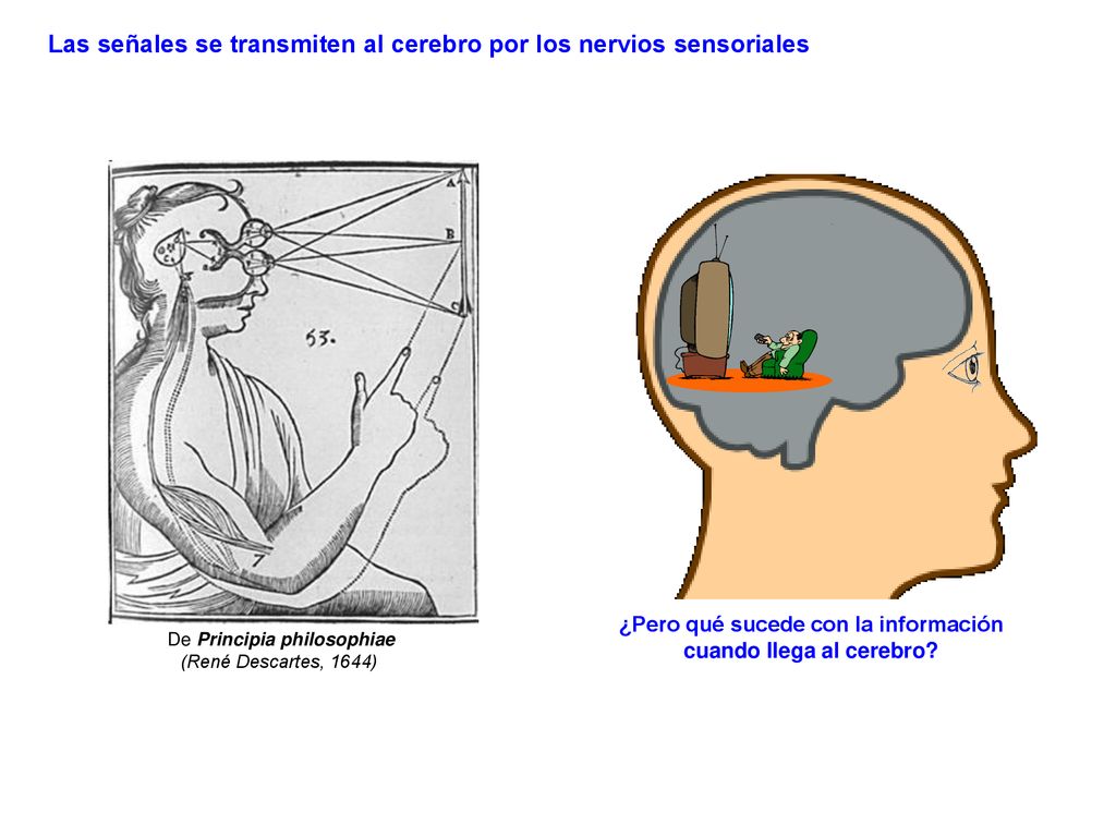 ¿Pero qué sucede con la información cuando llega al cerebro